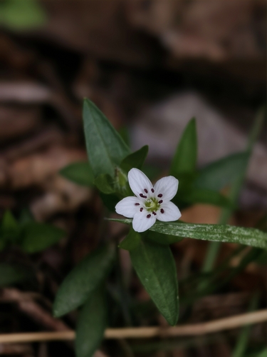 Pseudostellaria japonica iNat (1)