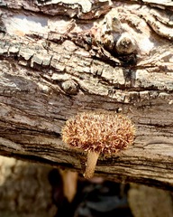 Lentinus