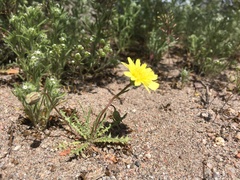 Malacothrix fendleri