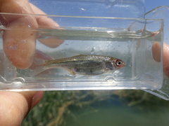 Cyprinoidei