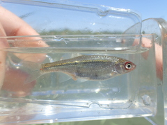 Cyprinoidei