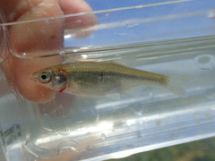 Cyprinoidei