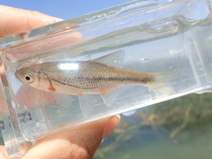 Alburnoides bipunctatus