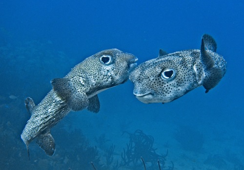 Spotted Porcupinefish