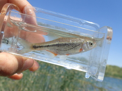 Alburnoides bipunctatus