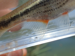 Alburnoides bipunctatus