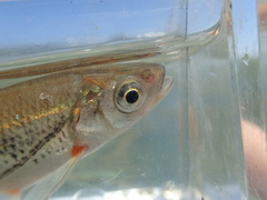 Alburnoides bipunctatus