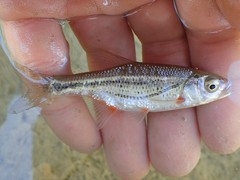 Alburnoides bipunctatus