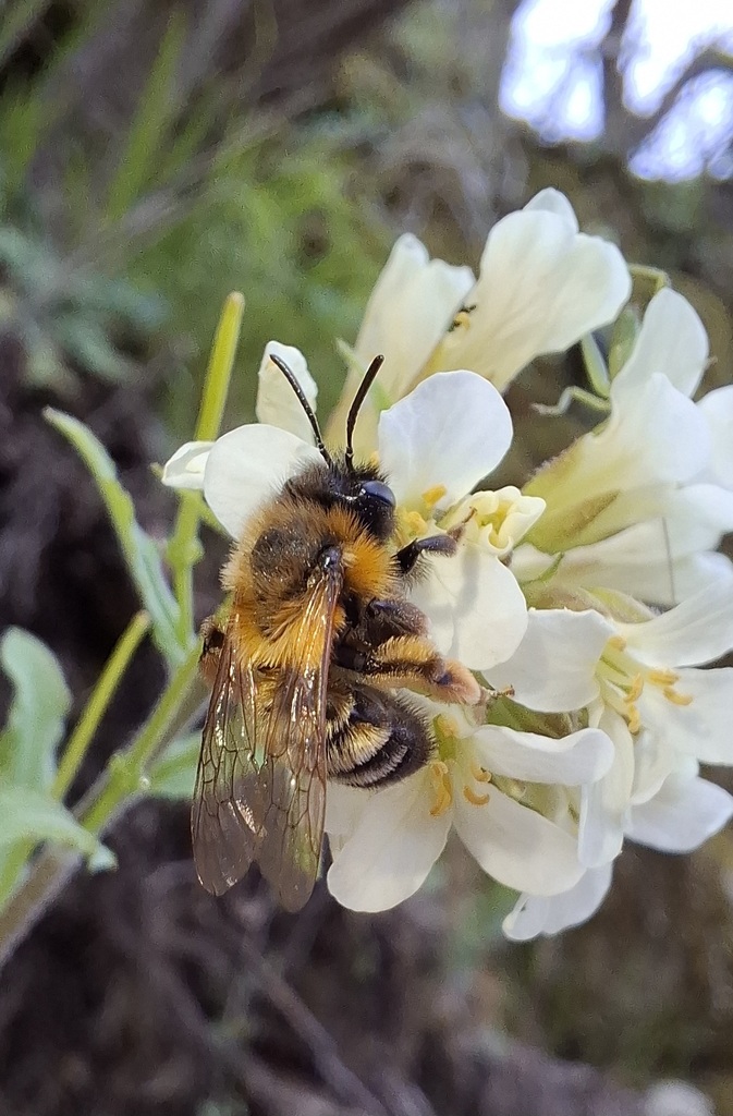 Andrena bulgariensis