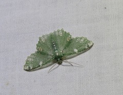 Eucyclodes fascinans