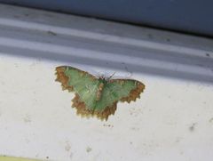 Eucyclodes fascinans