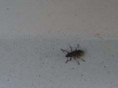Sitona lineatus