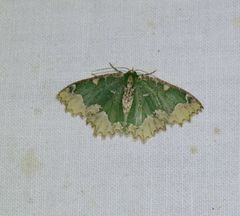 Eucyclodes fascinans