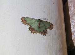 Eucyclodes fascinans