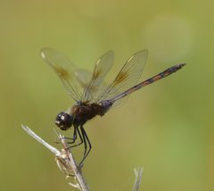 Brachymesia gravida
