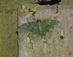 Eucyclodes fascinans