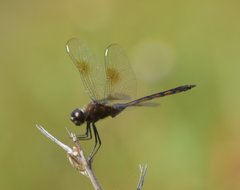 Brachymesia gravida
