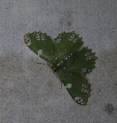 Eucyclodes fascinans