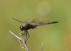 Brachymesia gravida
