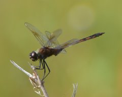 Brachymesia gravida