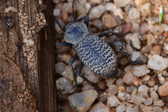 Cryptoglossa variolosa