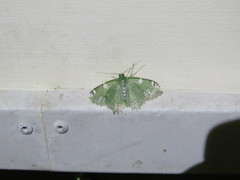 Eucyclodes fascinans