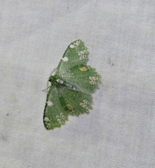 Eucyclodes fascinans