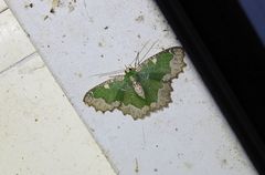 Eucyclodes fascinans