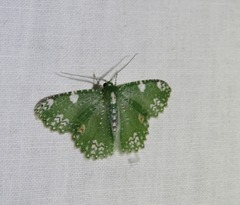 Eucyclodes fascinans