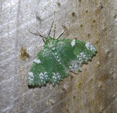 Eucyclodes fascinans