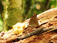 Historis acheronta