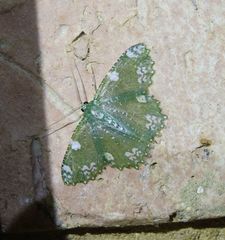 Eucyclodes fascinans