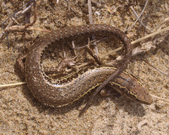 Oligosoma infrapunctatum