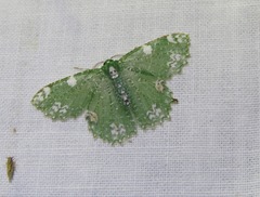 Eucyclodes fascinans