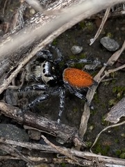 Phidippus phoenix