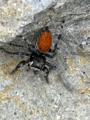 Phidippus phoenix