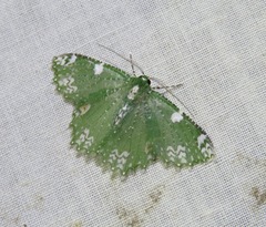 Eucyclodes fascinans