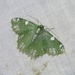 Eucyclodes fascinans - Photo (c) domf, some rights reserved (CC BY-NC), uploaded by domf