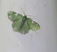 Eucyclodes fascinans