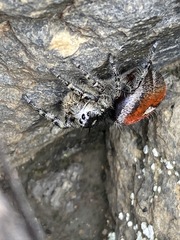 Phidippus phoenix