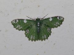 Eucyclodes fascinans