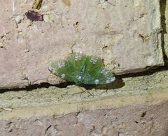 Eucyclodes fascinans