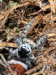 Phidippus phoenix