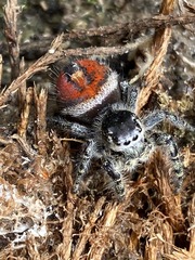 Phidippus phoenix