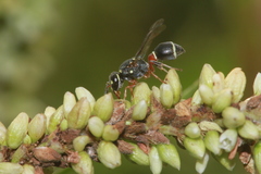 Paraleptomenes miniatus