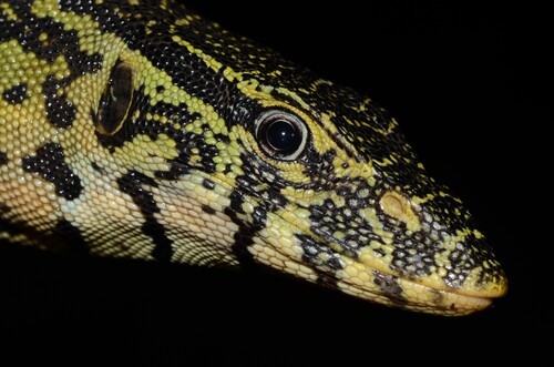 Nile Monitor