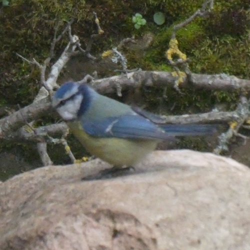 Avistamiento Cyanistes caeruleus