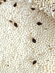 Sminthurinus minutus