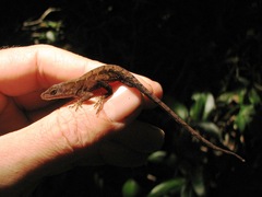 Anolis uniformis