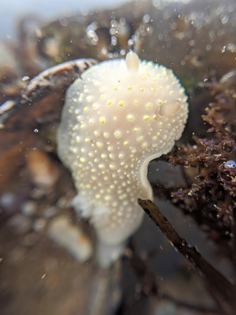 Cadlina jannanicholsae
